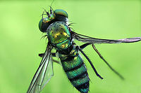 Long Legged Green Fly or Condylostylus longicornis dorsal view https://www.jungledragon.com/image/136271/long_legged_green_fly_or_condylostylus_sp.html Condylostylus longicornis,Condylostylus sp.,Geotagged,Spring,United States