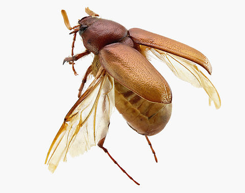 May beetle or Phyllophaga crinita 34 stacked shots
https://www.jungledragon.com/image/136353/may_beetle_or_phyllophaga_crinita.html
https://www.jungledragon.com/image/136344/may_beetle_or_phyllophaga_crinita.html
 Geotagged,Phyllophaga crinita,Spring,United States