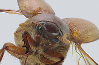 May beetle or Phyllophaga crinita 87 stacked shots Geotagged,Phyllophaga crinita,Spring,United States