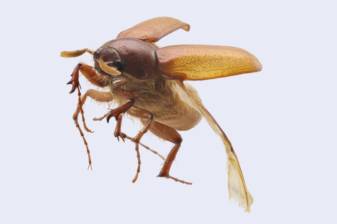 May beetle or Phyllophaga crinita  45 shots Geotagged,Phyllophaga crinita,Spring,United States