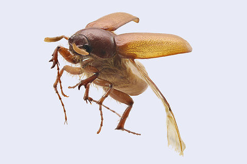 May beetle or Phyllophaga crinita  45 shots Geotagged,Phyllophaga crinita,Spring,United States