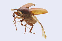 May beetle or Phyllophaga crinita  45 shots Geotagged,Phyllophaga crinita,Spring,United States