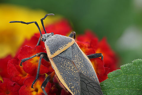 Bordered plant bug or Largus californicus From the Order Hemiptera or True Bugs. Adults feed on the juices of soft plant tissues. Sometimes they form large groups on parts of plants. Shot on a Lantana camara plant.
29 shots at 1.5X
https://www.jungledragon.com/image/136451/bordered_plant_bug_or_largus_californicus.html Geotagged,Largus californicus,Spring,United States
