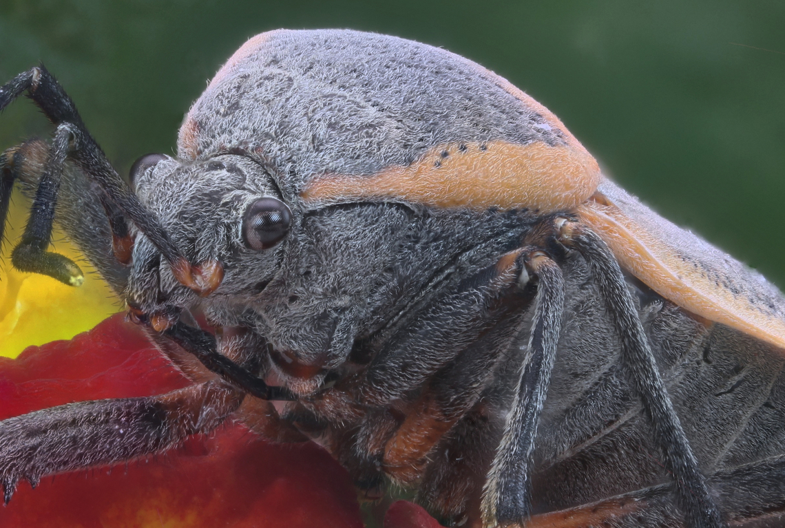 Bordered plant bug or Largus californicus 89 stacked shot at 1.5X<br />
From the Order Hemiptera or True Bugs. <br />
Sitting on a Lantana camara plant Geotagged,Largus californicus,Spring,United States