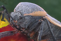 Bordered plant bug or Largus californicus 89 stacked shot at 1.5X<br />
From the Order Hemiptera or True Bugs. <br />
Sitting on a Lantana camara plant Geotagged,Largus californicus,Spring,United States