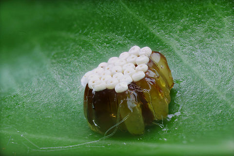 Leafhopper Assassin bug or possibly Zelus renardii egg case 181 shots 5X f2.8 on Ficus leaf lateral view
https://www.jungledragon.com/image/136826/leafhopper_assassin_bug_egg_clutch_or_possibly_zelus_renardii_top_view.html
Tomlov digital microscope. Top view. Note the White Fly stuck to the egg case. Geotagged,Leafhopper Assassin Bug,Spring,United States,Zelus renardii