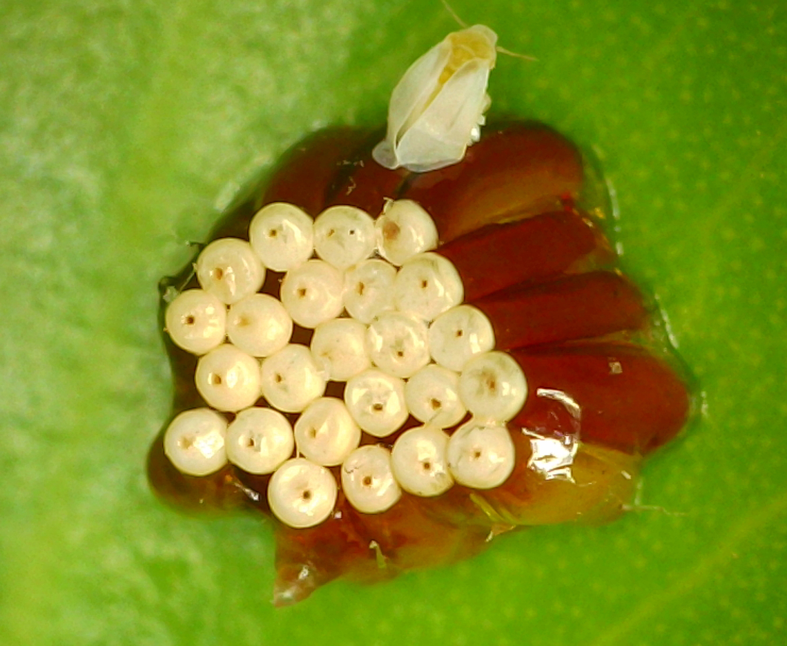Leafhopper Assassin bug egg clutch or possibly Zelus renardii top view Tomlov digital microscope. Note the White Fly that got stuck to the egg case<br />
<figure class="photo"><a href="https://www.jungledragon.com/image/136814/leafhopper_assassin_bug_or_possibly_zelus_renardii_egg_case.html" title="Leafhopper Assassin bug or possibly Zelus renardii egg case"><img src="https://s3.amazonaws.com/media.jungledragon.com/images/5803/136814_thumb.jpg?AWSAccessKeyId=05GMT0V3GWVNE7GGM1R2&Expires=1767225610&Signature=oJIbkE1XAllSElhl3BObzdhBE1E%3D" width="200" height="134" alt="Leafhopper Assassin bug or possibly Zelus renardii egg case 181 shots 5X f2.8 on Ficus leaf lateral view<br />
https://www.jungledragon.com/image/136826/leafhopper_assassin_bug_egg_clutch_or_possibly_zelus_renardii_top_view.html<br />
Tomlov digital microscope. Top view. Note the White Fly stuck to the egg case. Geotagged,Leafhopper Assassin Bug,Spring,United States,Zelus renardii" /></a></figure><br />
Lateral view Geotagged,Leafhopper Assassin Bug,United States,Zelus renardii