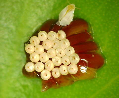 Leafhopper Assassin bug egg clutch or possibly Zelus renardii top view Tomlov digital microscope. Note the White Fly that got stuck to the egg case
https://www.jungledragon.com/image/136814/leafhopper_assassin_bug_or_possibly_zelus_renardii_egg_case.html
Lateral view Geotagged,Leafhopper Assassin Bug,United States,Zelus renardii