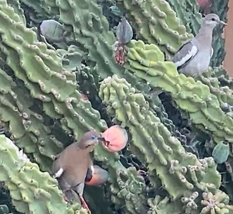 White Winged Mourning Dove or Zenaida asiatica https://vimeo.com/725401002
Dove feeding

They are large for doves, with a white edge on their wings. Their call sounds similar to the English phrase "who cooks for you". 
They nest in residential trees and native cactus plants. They eat mostly grains, but also includes pollen and nectar, especially from the saguaro cactus and also love eating my garden tomatoes.
It is hunted for food and sport, being the second most common game bird in the United States.  Geotagged,Summer,United States,White-winged dove,Zenaida asiatica