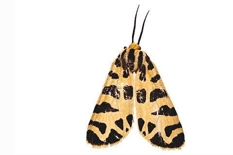 Tiger Moth or Apantesis incorrupta Found dead on the street. It was partially eaten Apantesis incorrupta,Geotagged,Summer,United States