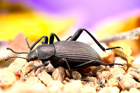Darkling Beetle or Eleodes obscurus Often called Darkling or stink beetle because when threatened, they lower their head and point their rear up in the air. This allows them to squirt a foul smelling chemical towards predators. Predator's such as rodents can bypass the beetle defense by eating the head first. This beetle eats dead plants, seeds and carrion. 39 stacked images
https://www.jungledragon.com/image/137636/darkling_beetle_or_eleodes_obscurus.html
Used a process called slabbing to make this image from 83 separate shots

https://www.jungledragon.com/image/137650/darkling_beetle_or_eleodes_obscuru.html

 Eleodes obscura,Geotagged,Summer,United States
