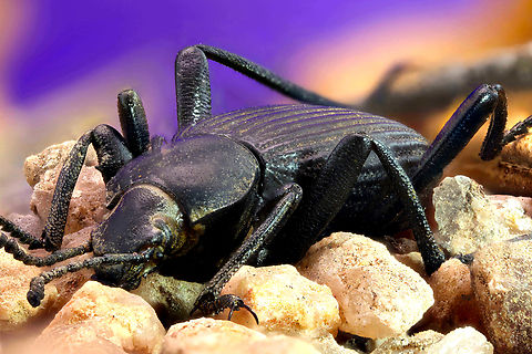Darkling Beetle or Eleodes obscurus  Eleodes obscura,Geotagged,United States