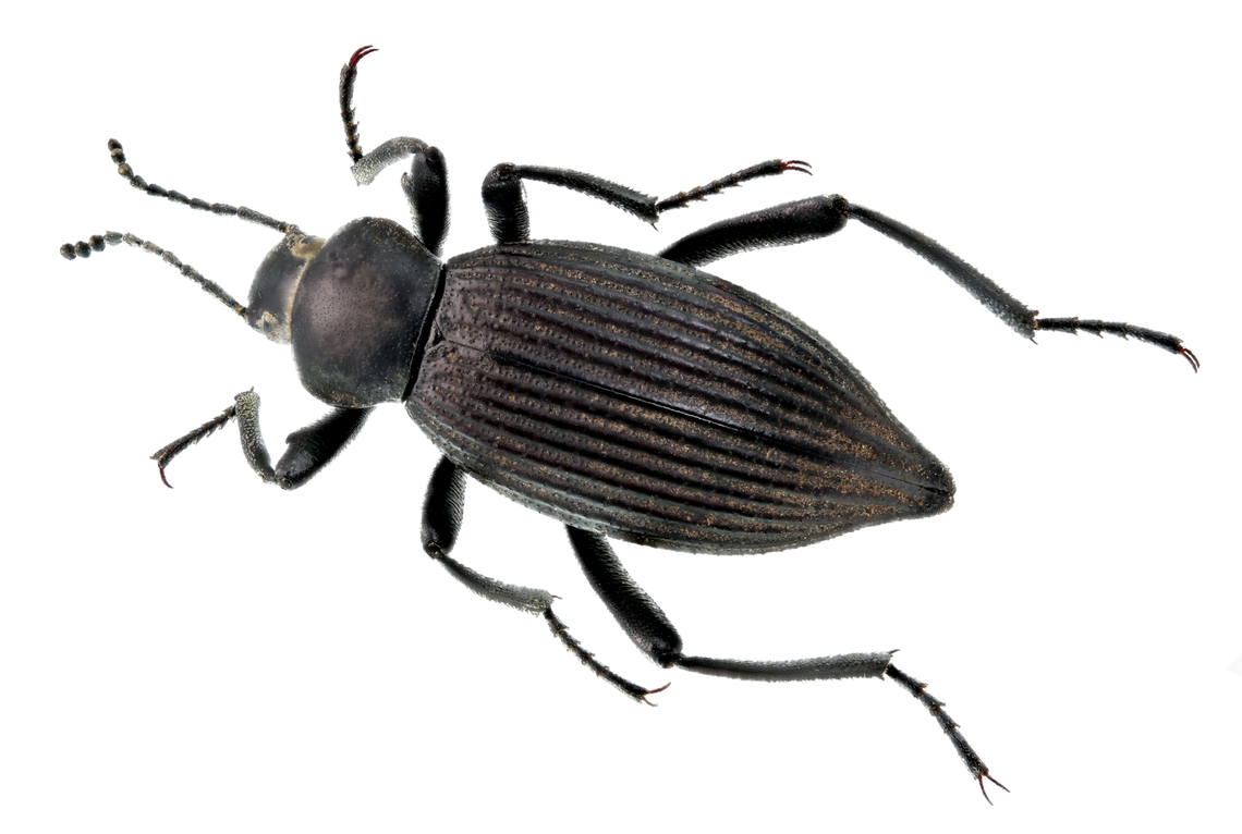 Darkling Beetle or Eleodes obscuru  Eleodes obscura,Geotagged,Summer,United States