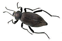 Darkling Beetle or Eleodes obscuru  Eleodes obscura,Geotagged,Summer,United States