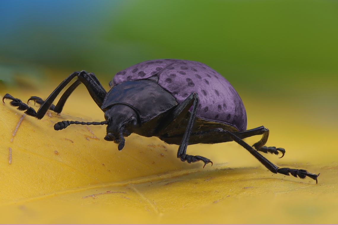 Pleasing Fungus Beetle or Cypherotylus californicus 1.5x, f5.6<br />
Purple is one of the least common colors in nature. This beetles color is likely due to the complexity and rarity of molecules that create the color purple/blue color, as well as the fact that the pigments that form purple/blue are found more in high saline-alkaline environments. These alkaline environments are difficult for most organisms to thrive in, so there are fewer numbers of animals that actually can be purple/blue. Pleasing fungus beetles lose their bright hue shortly after death, so apparently pigments are what produce their purple/blue hue. <a href="https://www.rainforestexpeditions.com/purple-pleasing-fungus-beetle/" rel="nofollow">https://www.rainforestexpeditions.com/purple-pleasing-fungus-beetle/</a><br />
<br />
The name Pleasing Fungus Beetle came from the food they eat and are generally found where various fungi are present. &ldquo;The pleasing fungus beetle is found locally in stands of Ponderosa pine,  (the largest Ponderosa pine stand is in northern Arizona) and aspen, especially near bracket fungi that grow on rotting logs. Adult beetles lay their eggs and once hatched, the larvae feast on the bracket fungi. Adult beetles are shiny black with blue or purple elytra (hardened wing covers) with black dots. This shiny cuticle or exoskeleton is waterproof thanks to the components of this natural composite...&rdquo; (Genius of Place Report, City of Boulder OSMP) <br />
 Cypherotylus californicus,Geotagged,Gibbifer californicus,PLEASING FUNGUS BEETLE,Purple beetle,Summer,United States