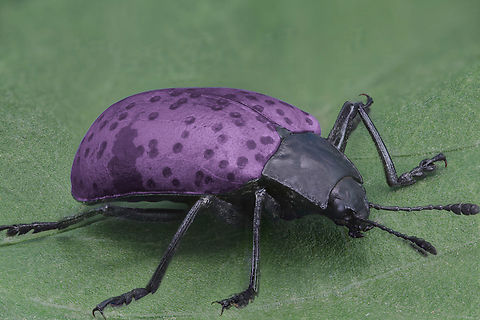 Pleasing Fungus Beetle or Cypherotylus californicus 274 stack images, 1.5x, f5.6 Cypherotylus californicus,Geotagged,Gibbifer californicus,Summer,United States