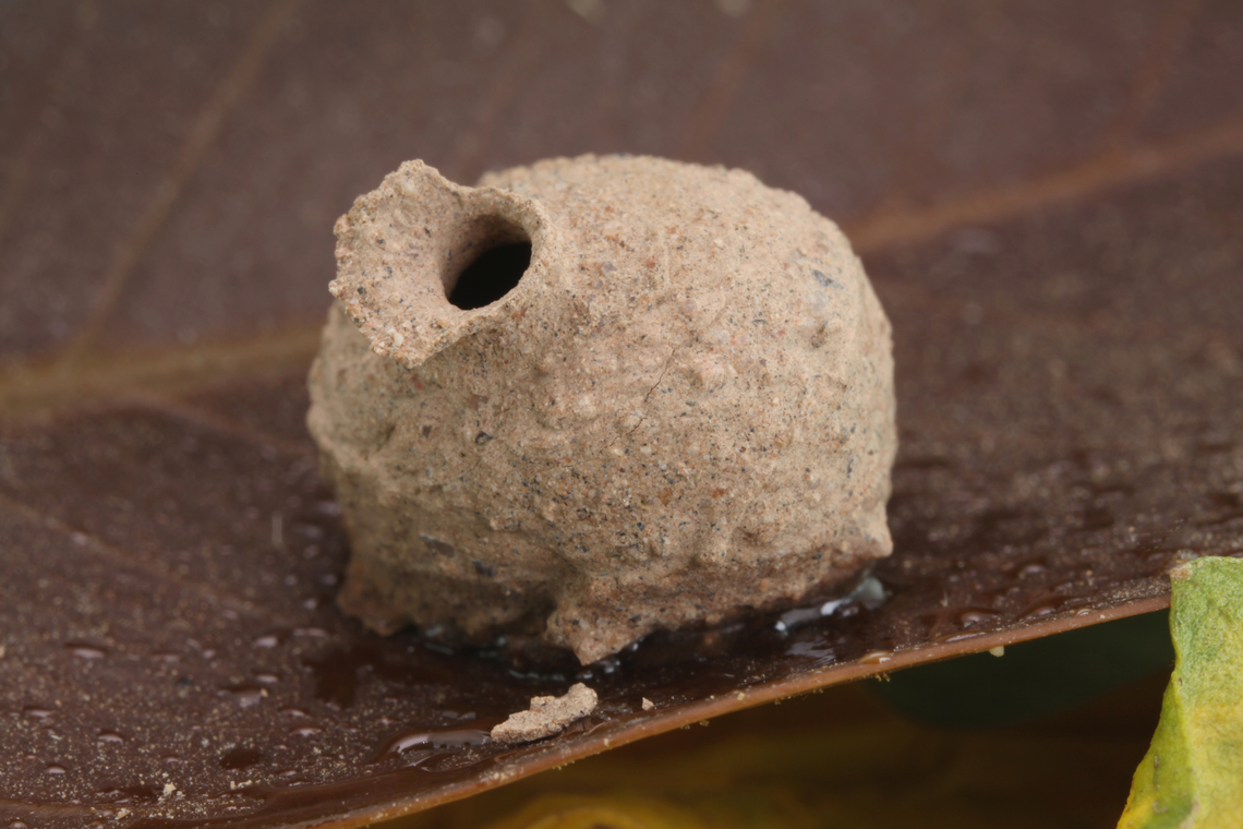 Potter Wasp nest Stuck on a leaf from an Ficus tree. single shot, 1.5X, f6.3<br />
The most widely used building material is mud made of a mixture of soil and regurgitated water, but many species use chewed plant material, instead.<br />
The name &quot;potter wasp&quot; derives from the shape of the mud nests built by species of Eumenes and similar genera. It is believed that Native Americans based their pottery designs upon the form of local potter wasp nests.[2]<br />
When a cell is completed, the adult wasp usually collects beetle larvae, spiders, or caterpillars and, paralyzing them, places them in the cell to serve as food for a single wasp larva. <br />
As a normal rule, the adult wasp lays a single egg in the empty cell before provisioning it. Some species lay the egg in the opening of the cell, suspended from a thread of dried fluid. When the wasp larva hatches, it drops and starts to feed upon the supplied prey for a few weeks before pupating. The complete lifecycle may last from a few weeks to more than a year from the egg until the adult emerges. Adults are black or brown, and usually marked with contrasting patterns of yellow, white, orange, red or combinations of colors. Adult potter wasps feed on floral nectar.<br />
<a href="https://en.wikipedia.org/wiki/Potter_wasp" rel="nofollow">https://en.wikipedia.org/wiki/Potter_wasp</a><br />
 Delta unguiculatum,Geotagged,Great potter wasp,Summer,United States