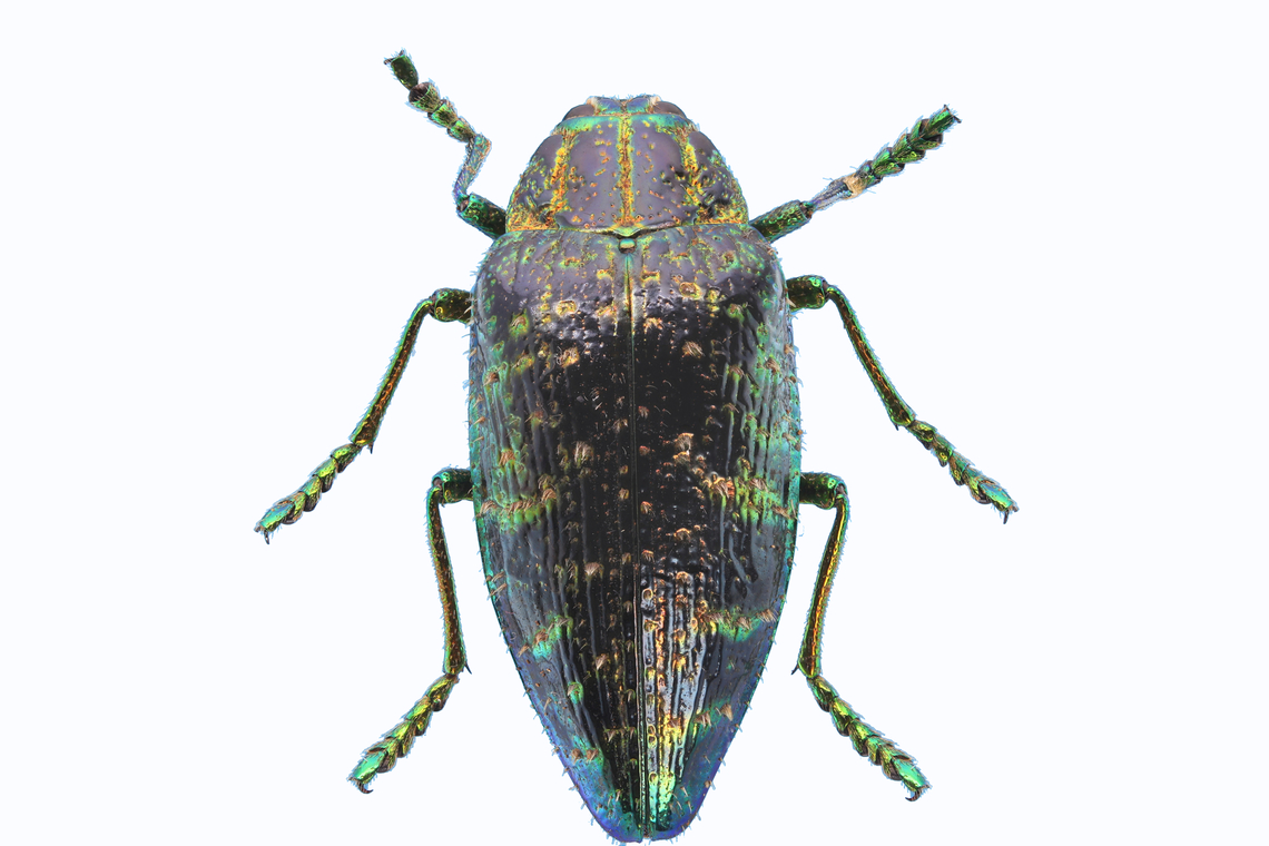 Jewel Beetle or Polybothris sumptuosa sumptuosa Native to Madagascar<br />
<figure class="photo"><a href="https://www.jungledragon.com/image/137887/jewel_beetle_or_polybothris_sumptuosa_sumptuosa_ventral_side.html" title="Jewel Beetle or Polybothris sumptuosa sumptuosa ventral side"><img src="https://s3.amazonaws.com/media.jungledragon.com/images/5803/137887_thumb.jpg?AWSAccessKeyId=05GMT0V3GWVNE7GGM1R2&Expires=1769040010&Signature=lJccDXV%2F%2FY3cIYTyptaiSUtOwkE%3D" width="200" height="148" alt="Jewel Beetle or Polybothris sumptuosa sumptuosa ventral side Native to Madagascar Geotagged,Polybothris sumptuosa,Summer,United States" /></a></figure><br />
Ventral side Geotagged,Jewel beetle,Polybothris sumptuosa,Summer,United States