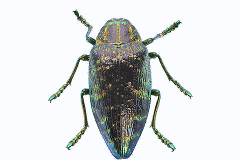 Jewel Beetle or Polybothris sumptuosa sumptuosa Native to Madagascar
https://www.jungledragon.com/image/137887/jewel_beetle_or_polybothris_sumptuosa_sumptuosa_ventral_side.html
Ventral side Geotagged,Jewel beetle,Polybothris sumptuosa,Summer,United States