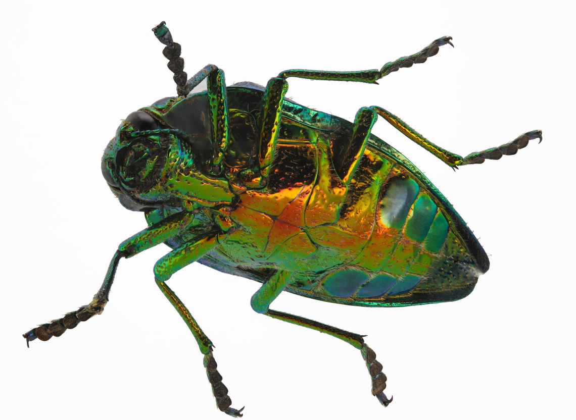 Jewel Beetle or Polybothris sumptuosa sumptuosa ventral side Native to Madagascar Geotagged,Polybothris sumptuosa,Summer,United States