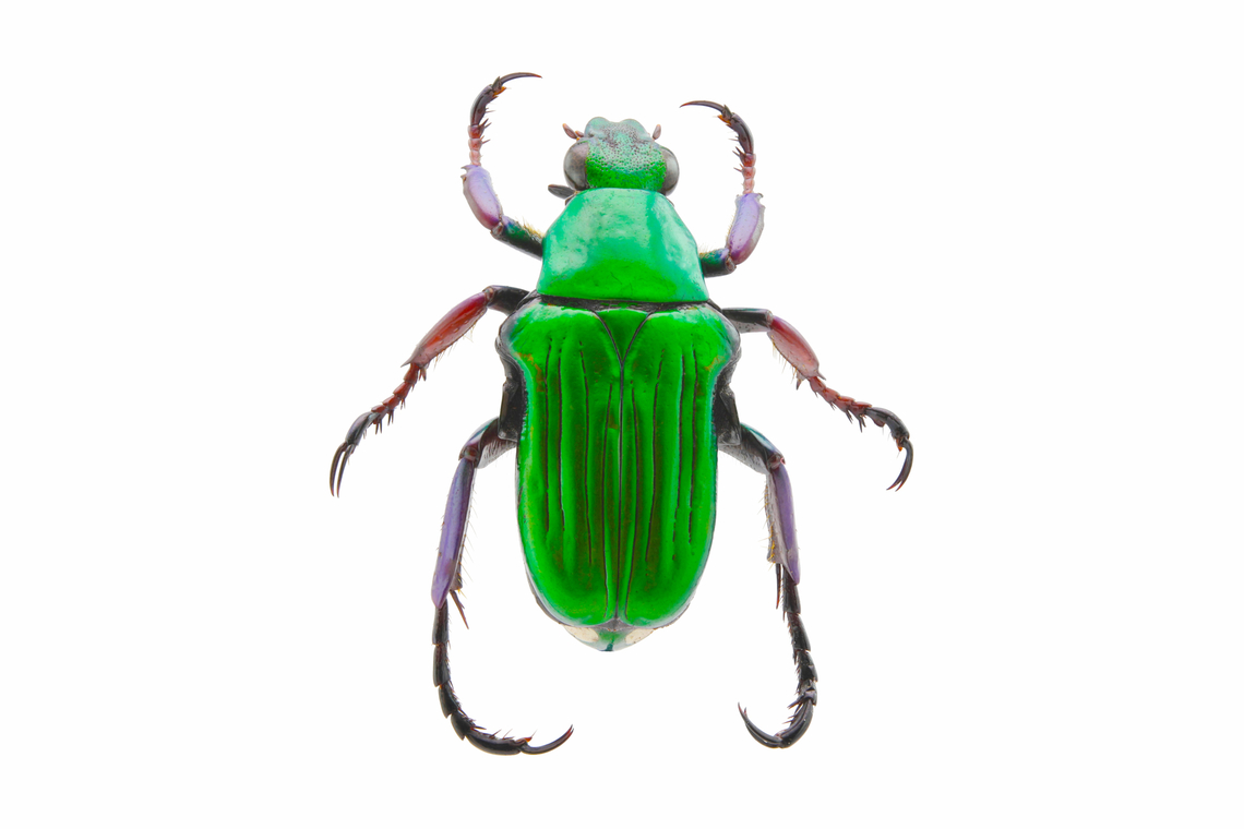 Flower beetle or Pygora sanguineomarginata - Native to Madagascar <figure class="photo"><a href="https://www.jungledragon.com/image/138019/flower_beetle_or_pygora_sanguineomarginata.html" title="Flower beetle or Pygora sanguineomarginata"><img src="https://s3.amazonaws.com/media.jungledragon.com/images/5803/138019_thumb.jpg?AWSAccessKeyId=05GMT0V3GWVNE7GGM1R2&Expires=1759968010&Signature=jsIaJ1AS7KUxp%2BXtL6OmxXBd4Pk%3D" width="200" height="134" alt="Flower beetle or Pygora sanguineomarginata ventral side, Native to Madagascar Geotagged,Pygora sanguineomarginata,Summer,United States" /></a></figure><br />
Ventral side Geotagged,Pygora sanguineomarginata,Summer,United States