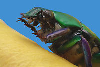 Flower beetle or Pygora sanguineomarginata - Native to Madagascar Lateral view<br />
https://www.jungledragon.com/image/138012/flower_beetle_or_pygora_sanguineomarginata_-_native_to_madagascar.html Geotagged,Pygora sanguineomarginata,Summer,United States