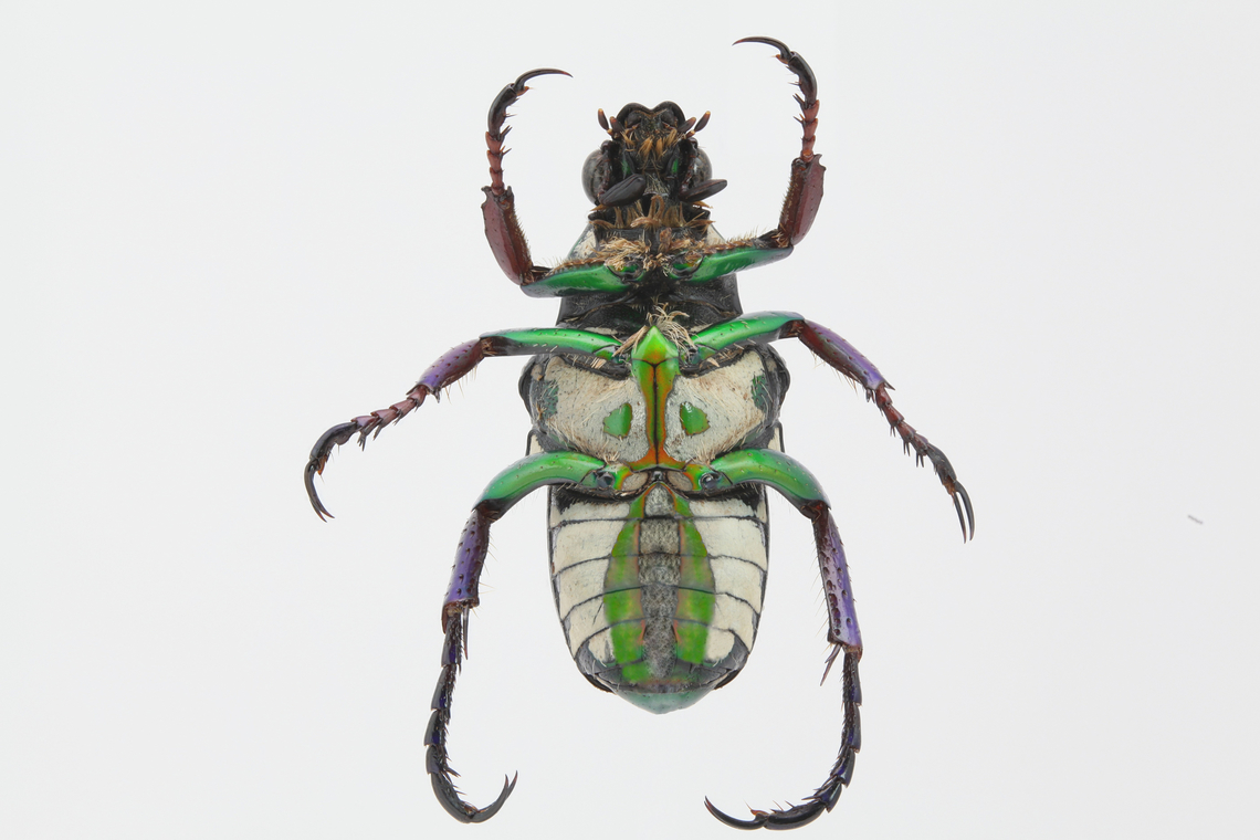 Flower beetle or Pygora sanguineomarginata ventral side, Native to Madagascar Geotagged,Pygora sanguineomarginata,Summer,United States