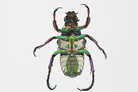 Flower beetle or Pygora sanguineomarginata ventral side, Native to Madagascar Geotagged,Pygora sanguineomarginata,Summer,United States