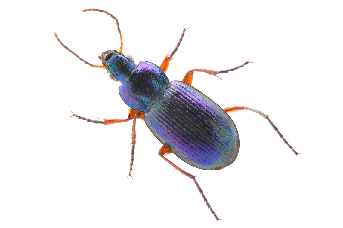 Ground beetle or Dinodes cruralis This is Native to Ukraine<br />
1.5X, 100mm lens, 1/60, f5.6, 320 ISO, 21steps, 271micrometer Dinodes cruralis,Geotagged,Summer,United States