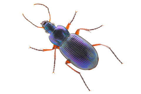 Ground beetle or Dinodes cruralis This is Native to Ukraine
1.5X, 100mm lens, 1/60, f5.6, 320 ISO, 21steps, 271micrometer Dinodes cruralis,Geotagged,Summer,United States