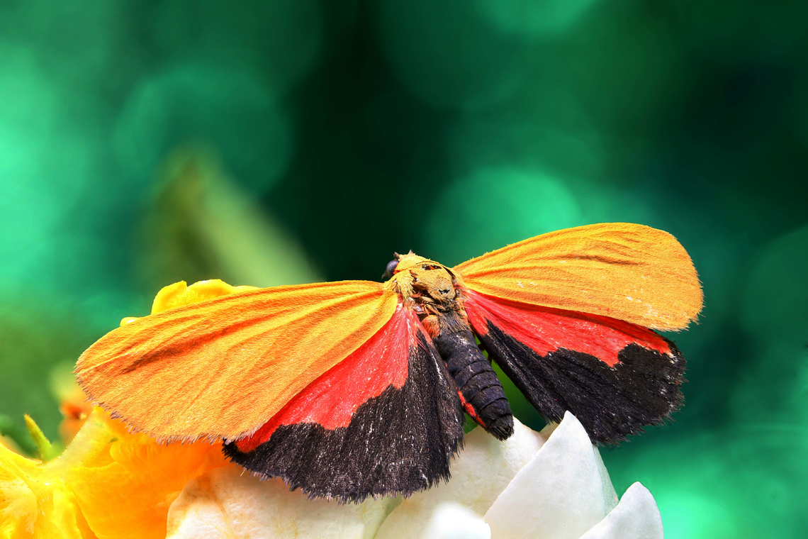 Showy Holomelina moth or Virbia ostenta Northern Arizona<br />
f6.3, 1X, 30 steps at 0.702mm Geotagged,National Moth Week 2022,Showy holomelina,Summer,United States,Virbia ostenta,moth week 2022