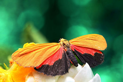 Showy Holomelina moth or Virbia ostenta Northern Arizona
f6.3, 1X, 30 steps at 0.702mm Geotagged,National Moth Week 2022,Showy holomelina,Summer,United States,Virbia ostenta,moth week 2022