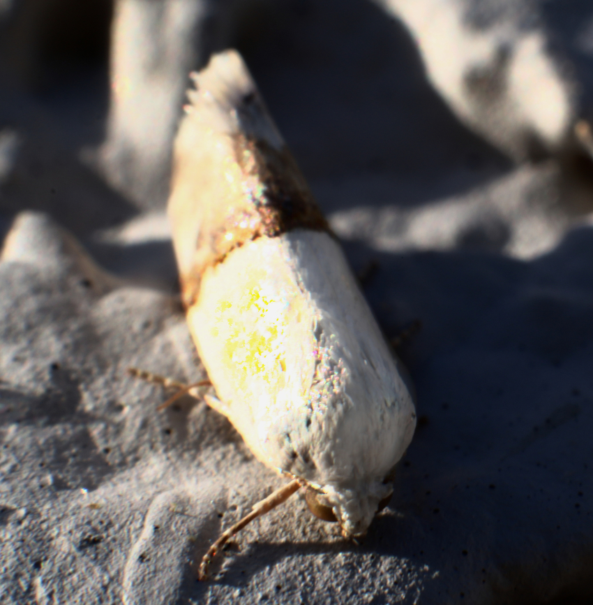 Arizona bird dropping moth or Ponometia elegantula Under outside porch light Geotagged,National Moth Week 2022,Ponometia elegantula,Spring,United States,moth week 2022