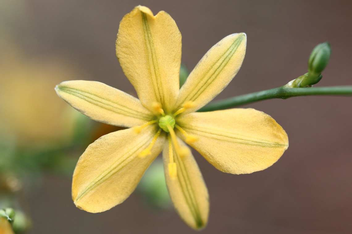 Torrey's Craglily or Echeandia flavescens Canyon Point campground, Arizona<br />
This is a native perennial and is a true lily, a member of the Lily Family (Liliaceae). It is found in Southwestern coniferous forests, and it blooms from late summer to early fall.<br />
<br />
The yellow-orange flowers appear to have 6 petals, but if you look closely it only has 3 broad petals and 3 narrower sepals the same color as the petals. Echeandia flavescens,Geotagged,Summer,Torrey's Craglilly,United States,crag lily