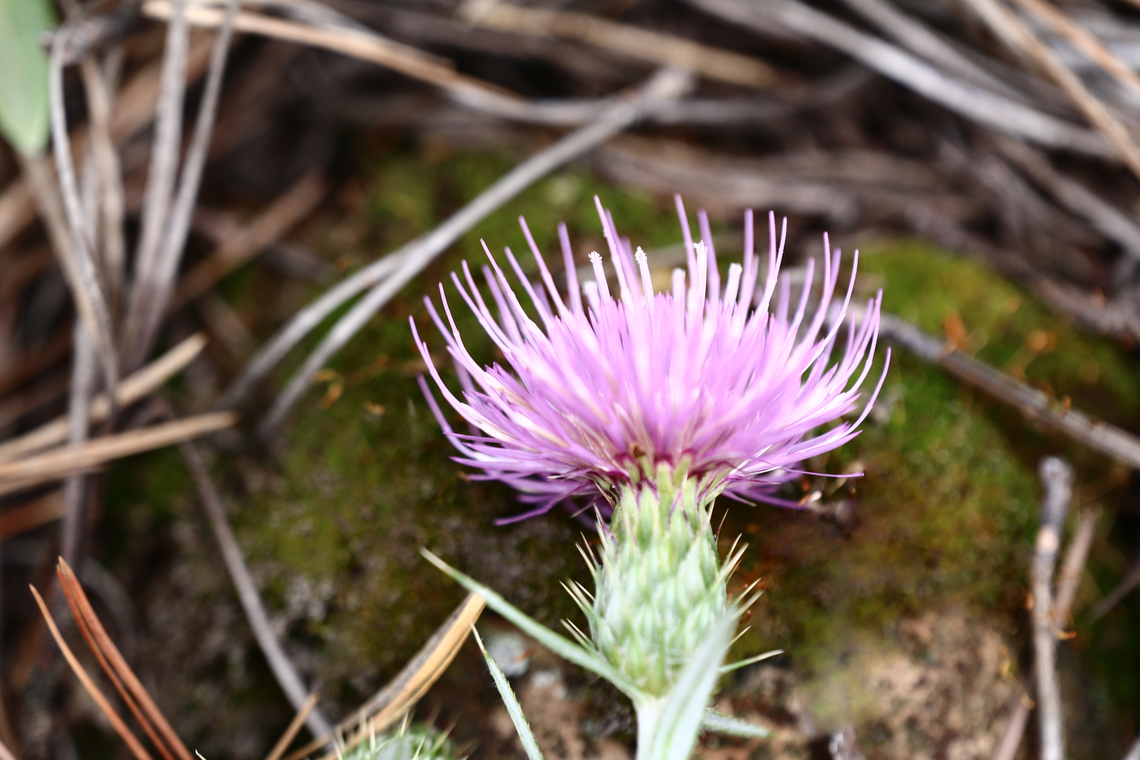 Wheelers Thistle or Cirsium wheeleri The plant grows in mountain meadows and open conifer forests in Northern Arizona<br />
<figure class="photo"><a href="https://www.jungledragon.com/image/138535/wheelers_thistle_or_cirsium_wheeleri.html" title="Wheelers Thistle or Cirsium wheeleri"><img src="https://s3.amazonaws.com/media.jungledragon.com/images/5803/138535_thumb.JPG?AWSAccessKeyId=05GMT0V3GWVNE7GGM1R2&Expires=1759968010&Signature=U5VSzGSi%2BpqWX1ILkuozLCzKpMI%3D" width="200" height="134" alt="Wheelers Thistle or Cirsium wheeleri  Cirsium wheeleri,Geotagged,Summer,United States" /></a></figure> Cirsium wheeleri,Geotagged,Summer,United States