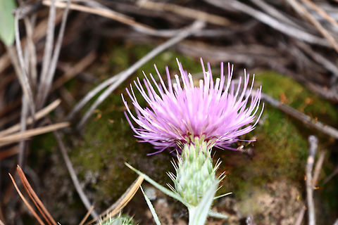 Wheelers Thistle or Cirsium wheeleri The plant grows in mountain meadows and open conifer forests in Northern Arizona
https://www.jungledragon.com/image/138535/wheelers_thistle_or_cirsium_wheeleri.html Cirsium wheeleri,Geotagged,Summer,United States