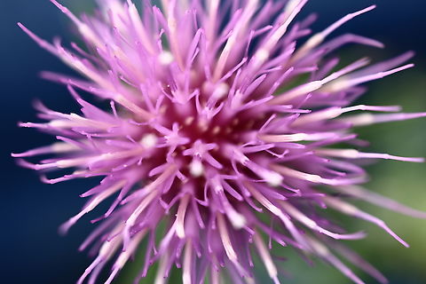 Wheelers Thistle or Cirsium wheeleri  Cirsium wheeleri,Geotagged,Summer,United States