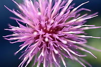 Wheelers Thistle or Cirsium wheeleri  Cirsium wheeleri,Geotagged,Summer,United States