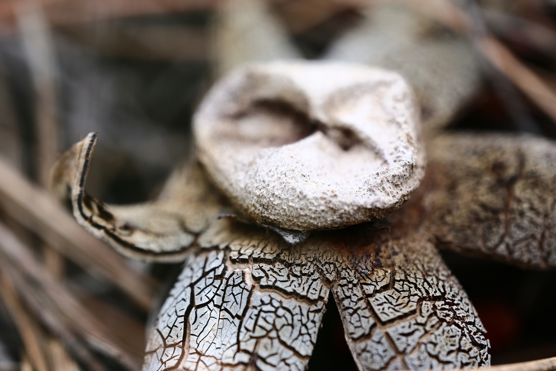 Hygroscopic Earthstar Astraeus hygrometricus  Astraeus hygrometricus,Geotagged,Hygroscopic earthstar,Summer,United States