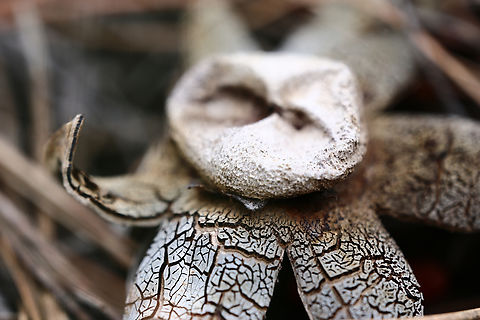 Hygroscopic Earthstar Astraeus hygrometricus  Astraeus hygrometricus,Geotagged,Hygroscopic earthstar,Summer,United States