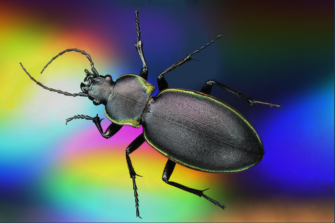 Ground Beetle or Carabus vietinghoffii  Native to Europe and Asia<br />
100 Laowa lens, 0.75X, f6.3, 125 ISO, 20 shots at 0.742 mm Carabus vietinghoffii,Geotagged,Summer,United States