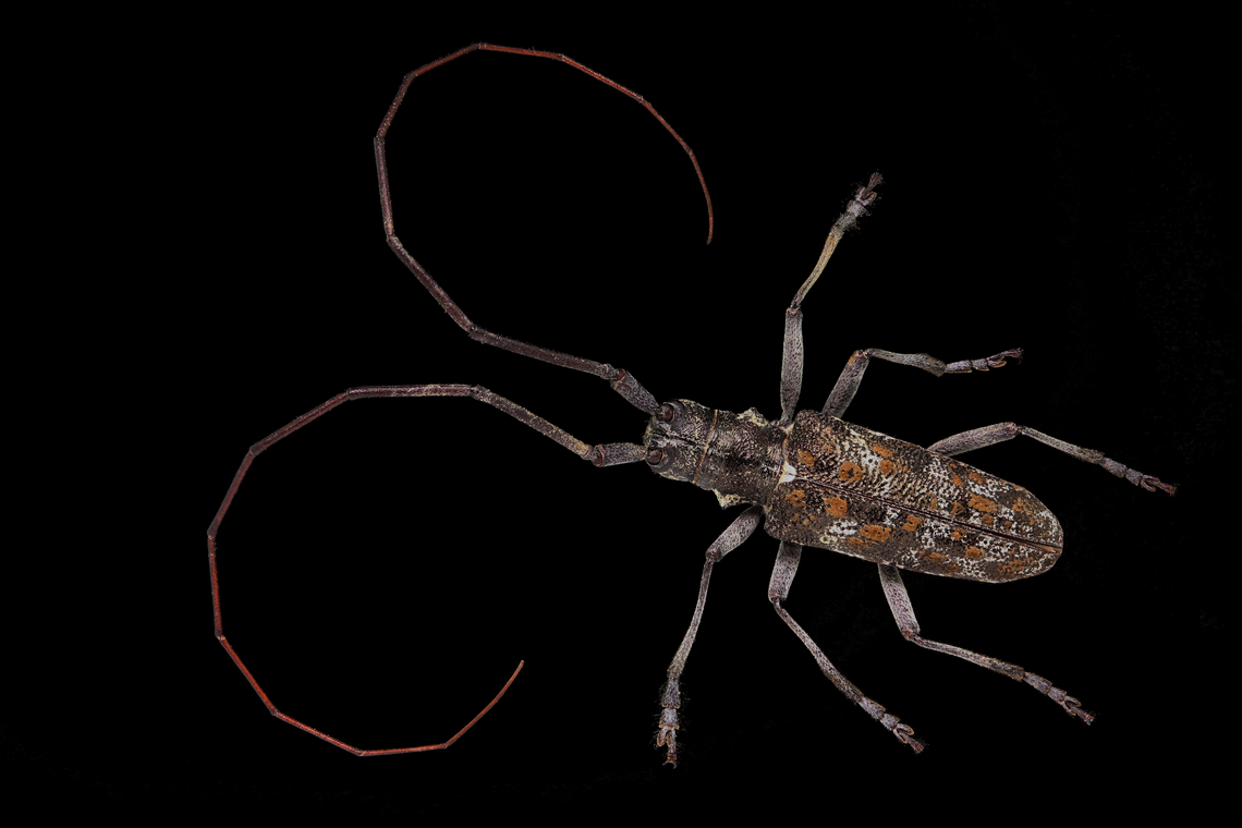 Ponderosa Pine Bark Borer or Acanthocinus princeps These can be very destructive beetles that can wipe out entire section of the pine forest in northern Arizona.<br />
This beetle from head to tail was 2 cm and the antennae are 4.5 cm&#039;s long. Hence the term, long horn beetle<br />
f/5.6, 1/30 sec, 0.7X, ISO 125, 19 Shots, Step size 0.845 mm, 5 LED&#039;s with a diffuser box.<br />
<figure class="photo"><a href="https://www.jungledragon.com/image/139414/ponderosa_pine_bark_borer_or_acanthocinus_princeps.html" title="Ponderosa Pine Bark Borer or Acanthocinus princeps"><img src="https://s3.amazonaws.com/media.jungledragon.com/images/5803/139414_thumb.jpg?AWSAccessKeyId=05GMT0V3GWVNE7GGM1R2&Expires=1759968010&Signature=6oyX%2BErDiV0ITgpanmc52b2IjoQ%3D" width="200" height="134" alt="Ponderosa Pine Bark Borer or Acanthocinus princeps f2.8, 1/30 sec, 5X, ISO 125, 101 Shots, Step size 0.029 mm, 11 slabs, 5 continuous LED&#039;s with a diffuser box<br />
<br />
https://www.jungledragon.com/image/139413/ponderosa_pine_bark_borer_or_acanthocinus_princeps.html Acanthocinus princeps,Geotagged,United States" /></a></figure> Acanthocinus princeps,Geotagged,Summer,United States