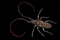 Ponderosa Pine Bark Borer or Acanthocinus princeps These can be very destructive beetles that can wipe out entire section of the pine forest in northern Arizona.<br />
This beetle from head to tail was 2 cm and the antennae are 4.5 cm's long. Hence the term, long horn beetle<br />
f/5.6, 1/30 sec, 0.7X, ISO 125, 19 Shots, Step size 0.845 mm, 5 LED's with a diffuser box.<br />
https://www.jungledragon.com/image/139414/ponderosa_pine_bark_borer_or_acanthocinus_princeps.html Acanthocinus princeps,Geotagged,Summer,United States