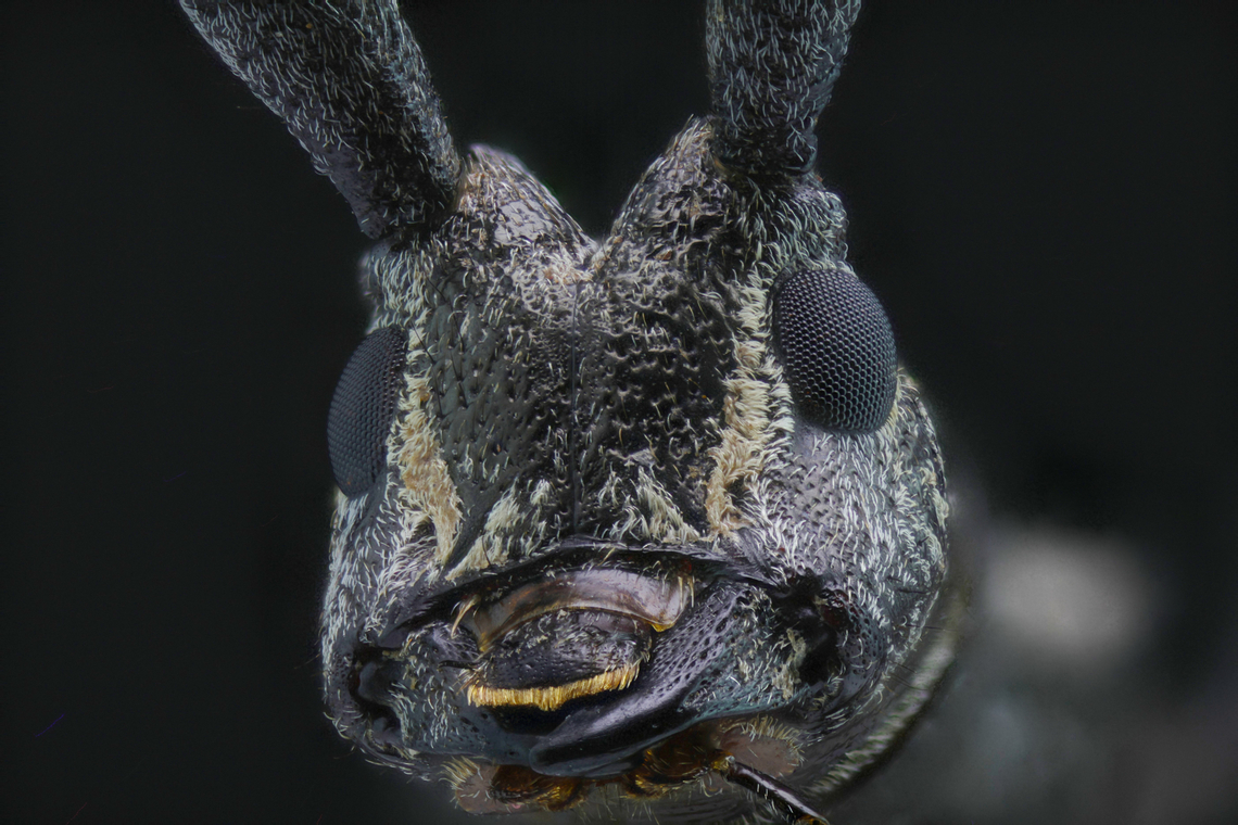 Ponderosa Pine Bark Borer or Acanthocinus princeps f2.8, 1/30 sec, 5X, ISO 125, 101 Shots, Step size 0.029 mm, 11 slabs, 5 continuous LED&#039;s with a diffuser box<br />
<br />
<figure class="photo"><a href="https://www.jungledragon.com/image/139413/ponderosa_pine_bark_borer_or_acanthocinus_princeps.html" title="Ponderosa Pine Bark Borer or Acanthocinus princeps"><img src="https://s3.amazonaws.com/media.jungledragon.com/images/5803/139413_thumb.jpg?AWSAccessKeyId=05GMT0V3GWVNE7GGM1R2&Expires=1767225610&Signature=bZRvBveDCjVbGlxTziznDIkwMg8%3D" width="200" height="134" alt="Ponderosa Pine Bark Borer or Acanthocinus princeps These can be very destructive beetles that can wipe out entire section of the pine forest in northern Arizona.<br />
This beetle from head to tail was 2 cm and the antennae are 4.5 cm&#039;s long. Hence the term, long horn beetle<br />
f/5.6, 1/30 sec, 0.7X, ISO 125, 19 Shots, Step size 0.845 mm, 5 LED&#039;s with a diffuser box.<br />
https://www.jungledragon.com/image/139414/ponderosa_pine_bark_borer_or_acanthocinus_princeps.html Acanthocinus princeps,Geotagged,Summer,United States" /></a></figure> Acanthocinus princeps,Geotagged,United States
