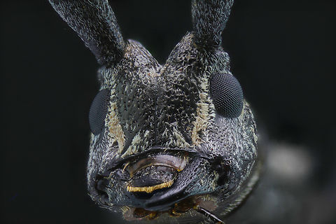 Ponderosa Pine Bark Borer or Acanthocinus princeps f2.8, 1/30 sec, 5X, ISO 125, 101 Shots, Step size 0.029 mm, 11 slabs, 5 continuous LED's with a diffuser box

https://www.jungledragon.com/image/139413/ponderosa_pine_bark_borer_or_acanthocinus_princeps.html Acanthocinus princeps,Geotagged,United States