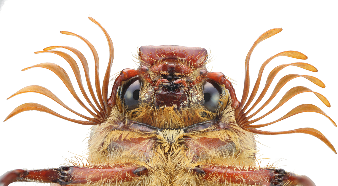 Ten-linded June beetle or Polyphylla decemlineata June beetle showing Flabellate antennae -  from the Latin flabellum, meaning fan. The terminal segments extend laterally, with long, parallel lobes that lie flat against each other forming a plate-like structure. Looks like a folding paper fan when open.<br />
This antennae increases surface area and can be used to detect odors and tastes, possibly even wind speed and direction, heat and moisture.<br />
Laowa 100mm lens, f3.2,  1/40 sec,  2X, ISO 100, 54 stacked images, 103 &micro;m step length, 5 fix LED, with diffuser tube Geotagged,Polyphylla decemlineata,Summer,Ten-linded June beetle or Polyphylla decemlineata,Ten-lined June beetle,United States