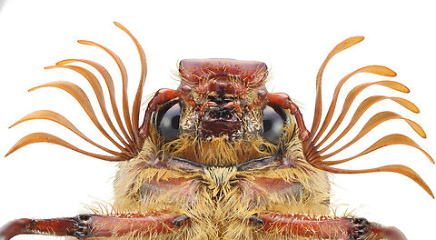 Ten-linded June beetle or Polyphylla decemlineata June beetle showing Flabellate antennae -  from the Latin flabellum, meaning fan. The terminal segments extend laterally, with long, parallel lobes that lie flat against each other forming a plate-like structure. Looks like a folding paper fan when open.
This antennae increases surface area and can be used to detect odors and tastes, possibly even wind speed and direction, heat and moisture.
Laowa 100mm lens, f3.2,  1/40 sec,  2X, ISO 100, 54 stacked images, 103 &micro;m step length, 5 fix LED, with diffuser tube Geotagged,Polyphylla decemlineata,Summer,Ten-linded June beetle or Polyphylla decemlineata,Ten-lined June beetle,United States