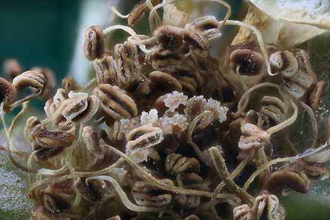 Rose or Rosa sp. Once beautiful now ugly dead rose stamen, anther and filament
f5.6, ISO 100, 0.30 sec, 1X, 29 Steps, 487um 
https://www.jungledragon.com/image/139864/rose_or_rosa_sp.html Geotagged,Summer,United States