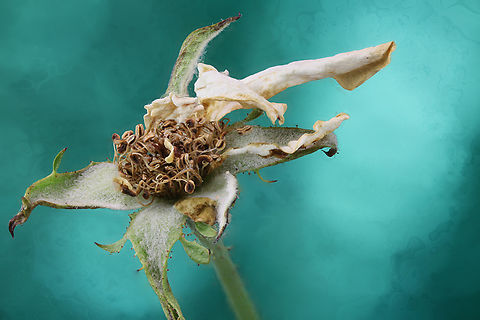 Rose or Rosa sp. Dead Rose stigma, anther, filament, f5.6, ISO 100, 1/30 sec, 1X, 29 Steps, 487um
https://www.jungledragon.com/image/139920/rose_or_rosa_sp.html Geotagged,Summer,United States