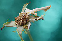 Rose or Rosa sp. Dead Rose stigma, anther, filament, f5.6, ISO 100, 1/30 sec, 1X, 29 Steps, 487um<br />
https://www.jungledragon.com/image/139920/rose_or_rosa_sp.html Geotagged,Summer,United States